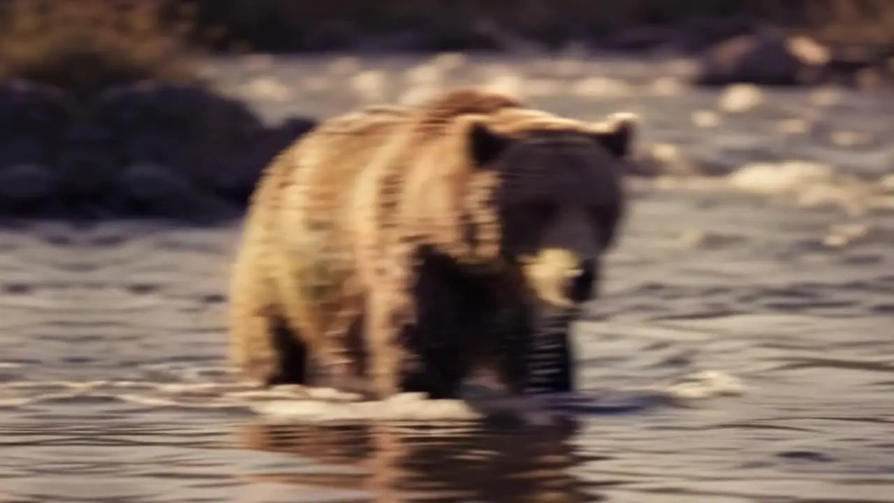 Nature documentary on the CastGrip IPTV streaming app on a smartphone